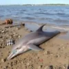 Жители Ростовской области обнаружили на берегу Таганрогского залива труп дельфина