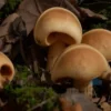 A close-up view of a forest floor near Rostov, featuring several unusual mushrooms that resemble human ears, with earthy tones, moss, fallen leaves, and subtle natural lighting highlighting the unique shape of the fungi