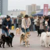 A lively dog show in Petrozavodsk, featuring a variety of dog breeds on display, judges evaluating them, an audience watching, with the Petrozavodsk city skyline in the background