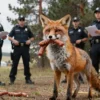 A realistic scene set in Alberta's countryside featuring a sly fox standing on its hind legs, holding a bundle of sausages in its mouth. In the background, a few police officers in uniform are observing the fox, holding a radio and a clipboard. The setting includes a forest clearing with pine trees and a distant ranch. The atmosphere is playful yet slightly tense, with the fox looking mischievous and the officers looking surprised.