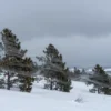 A dramatic scene of a northern wind blowing across a rugged, snowy landscape, with wind‑blown pine trees, swirling snow, and a distant horizon. The sky is overcast with gray clouds, and the wind is visible as swirling patterns in the air, conveying the harsh, cold atmosphere of a northern region.