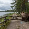 A serene lakeside park scene at Pleschevo Lake with a natural trail that is blocked by a wooden fence and a warning sign without visible text. A large brown bear is standing near the fence, looking into the forest, while the surrounding area shows pine trees, a calm lake surface, and a cloudy sky, conveying that the trail is closed due to the bear's presence.