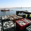 A bustling port scene on the Volga River near Astrakhan, showing large refrigerated containers filled with various fish being loaded onto a cargo ship. In the background, the flat steppe landscape and the Astrakhan skyline with its distinctive bridge. Emphasize the abundance of fish crates, workers in safety gear, and the massive scale of the export, conveying almost 60 tons of fish being shipped.