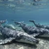 An underwater scene showing a submerged collection of whale skeletons or whales, with clear water, light filtering from above, and a subtle sense of depth and mystery