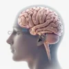 A detailed illustration of a human brain with a translucent overlay of a face, showing neural connections highlighting holistic face recognition, with subtle light effects to emphasize the integration of facial features.