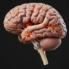 A detailed illustration of a human brain with highlighted areas representing the 'panic center'. The brain should be rendered in a realistic style, with visible neural pathways and intricate details. The highlighted areas should be a contrasting color (e.g., red or orange) to emphasize their importance. The overall scene should convey a sense of scientific discovery and the complexity of the brain's functions.