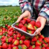 В Кочубеевском округе ежедневно собирают более тонны клубники