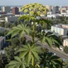 Satellite view of Moscow with a large, menacing plant (possibly a poison hemlock) prominently featured in the foreground. The plant should be realistically rendered with detailed leaves and stem. The city should be visible in the background, showing its urban landscape.