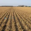 A wide shot of a field in the Ulyanovsk region, showing rows of newly planted winter wheat. The field is golden yellow, indicating the start of the growing season. In the distance, a rural landscape with trees and a few farm buildings is visible under a clear blue sky.