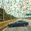 A dramatic scene of a highway accident in Texas with a massive swarm of bees flying freely in the air, some bees near a crashed car, but no text, letters, or digits visible