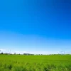 A sunny landscape in the Volgograd region with clear blue skies and lush green fields, showing the transition from rainy weather to hot summer conditions. In the distance, a thermometer displaying a temperature of +39 degrees Celsius.
