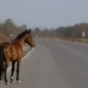 A horse on a Russian highway near Shebunino, with a red profinter (likely a typo for 'profinter' or 'profinter' as a vehicle or sign), captured in a realistic style showing the horse on the road