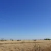 A wide landscape shot of the Volgograd region, showing a vast, dry steppe under a bright, clear blue sky. The foreground features sparse, yellowed grass and a few scattered, leafless trees, indicating the onset of a hot, dry period. The horizon is flat and distant, emphasizing the openness of the landscape. The lighting is harsh and direct, typical of early summer heat, casting short, sharp shadows.