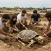 A group of archaeologists carefully excavating an ancient site in Sálva, uncovering a skeleton buried face down and a ritualistic turtle nearby. The scene should depict the archaeologists in action, with tools and brushes, surrounded by the natural landscape of the excavation site.