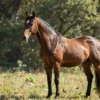 A majestic horse standing in a grassy field, alert and looking towards a dense forest. The horse should have a strong, healthy build and a watchful expression. Sunlight filters through the trees, creating a dappled effect on the ground. Focus on the horse's eyes and posture to convey awareness and vigilance.