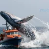 A massive whale breaching out of the ocean and lunging aggressively towards a small fireboat, creating a huge splash. The fireboat is tilted precariously with visible emergency lights and firefighters in gear reacting to the sudden attack. Dramatic ocean waves, dynamic action, cinematic lighting, high detail.