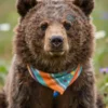A portrait of Maya the bear cub, looking directly at the viewer with a gentle expression. She has soft, brown fur and large, expressive eyes. She is wearing a small, colorful scarf. The background is a blurred, sunny meadow with wildflowers.