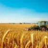 A realistic photograph of a Russian agricultural field in Komi Republic with golden wheat crops under a clear sky, showing farmers working with traditional equipment, conveying support for local agriculture, no text or symbols