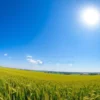 A panoramic view of Voronezh region in summer, with a clear blue sky and fields of wheat stretching to the horizon. The sun is shining brightly, and there are a few scattered clouds. In the distance, a small town is visible.