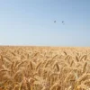 A serene landscape with a field of ripe wheat under a clear blue sky. A few birds are flying in the distance. The overall mood is peaceful and idyllic.