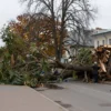 A scene in Yaroslavl where a large tree has fallen, showing the tree lying on the ground with its roots exposed. The surrounding area includes a sidewalk, a street, and nearby buildings. People are observing the fallen tree, some taking photos. The weather is overcast with a hint of autumn colors in the remaining trees.