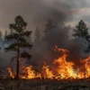 A dramatic scene showing extensive forest fires in Siberia, with large flames engulfing pine trees, thick smoke rising into a dark sky, and a sense of scale conveying widespread burning across the region