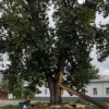 A large, mature tree in an urban setting in Yaroslavl, Russia, with visible signs of structural damage or instability, such as cracks in the trunk or leaning posture, surrounded by city buildings and infrastructure, conveying a sense of imminent collapse