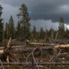 A storm-damaged forest in Mordovia with uprooted trees, broken branches, and scattered debris under dark stormy skies, showing nature's destructive power