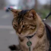 A lost cat named Kuzmich wandering through the streets of Kostroma, looking sad and alone, with a small backpack or collar tag visible, in a realistic style