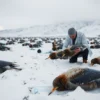 A dramatic scene of dead birds scattered on the snowy tundra of Kamchatka, with a laboratory scientist in a white coat examining a dead bird, snowy mountains in the background, muted cold color palette, realistic detail, no text or symbols