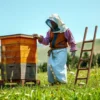 A beekeeper in traditional Russian rural attire, wearing a full protective suit and veil, standing beside a wooden honey hive in a sunlit meadow with a backdrop of rolling hills and a clear blue sky. The beekeeper is gently inspecting the hive, with a few bees hovering around, while a small wooden ladder leans against the hive. The scene conveys care, diligence, and harmony with nature.
