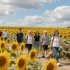 A vibrant outdoor scene in Yaroslavl with a large, colorful sunflower field as the main focus. Include a few people in casual clothing walking or standing among the sunflowers, smiling and enjoying the sunny day. Add a small wooden bench and a picnic basket nearby to suggest a relaxed, communal atmosphere. The sky should be clear and blue with soft clouds, and the overall mood should be cheerful and warm.